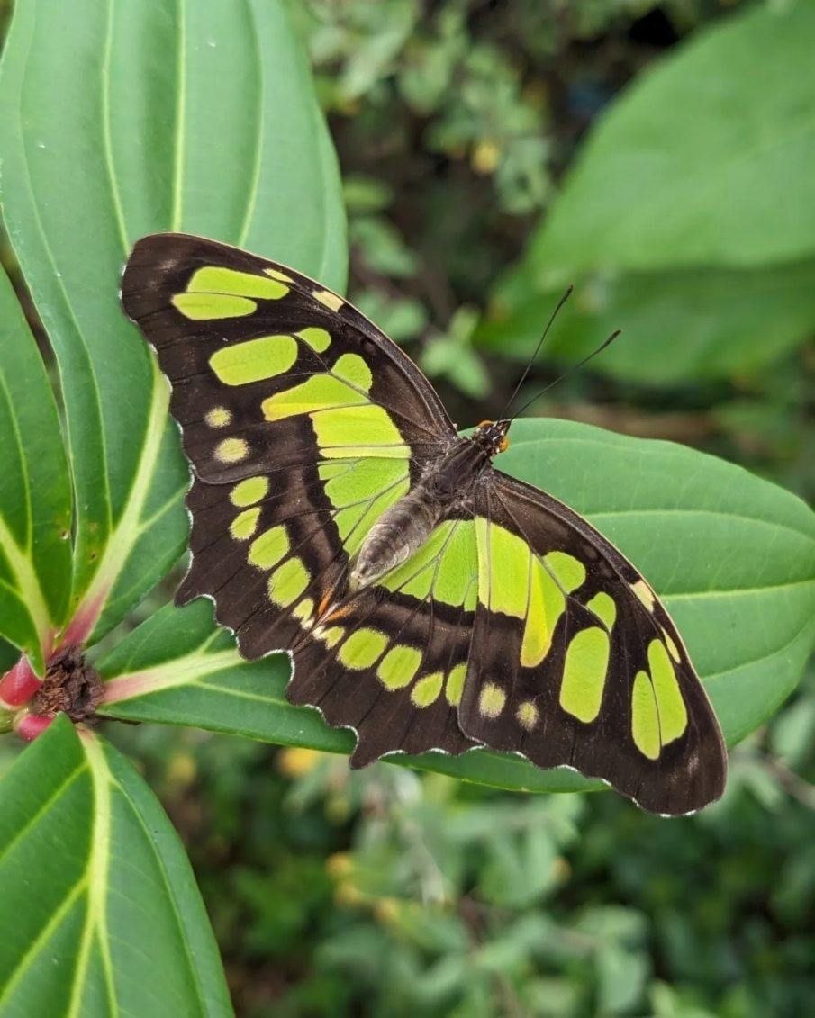  Butterfly Gardening  with Amy Rielly, Botanical Curator at Flamingo Gardens.