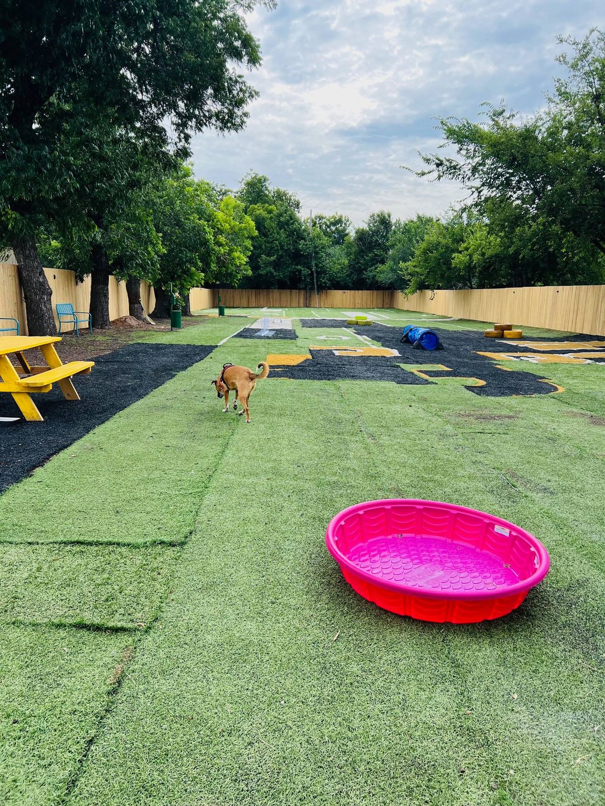 Friday Bark-tacular Daycare Special