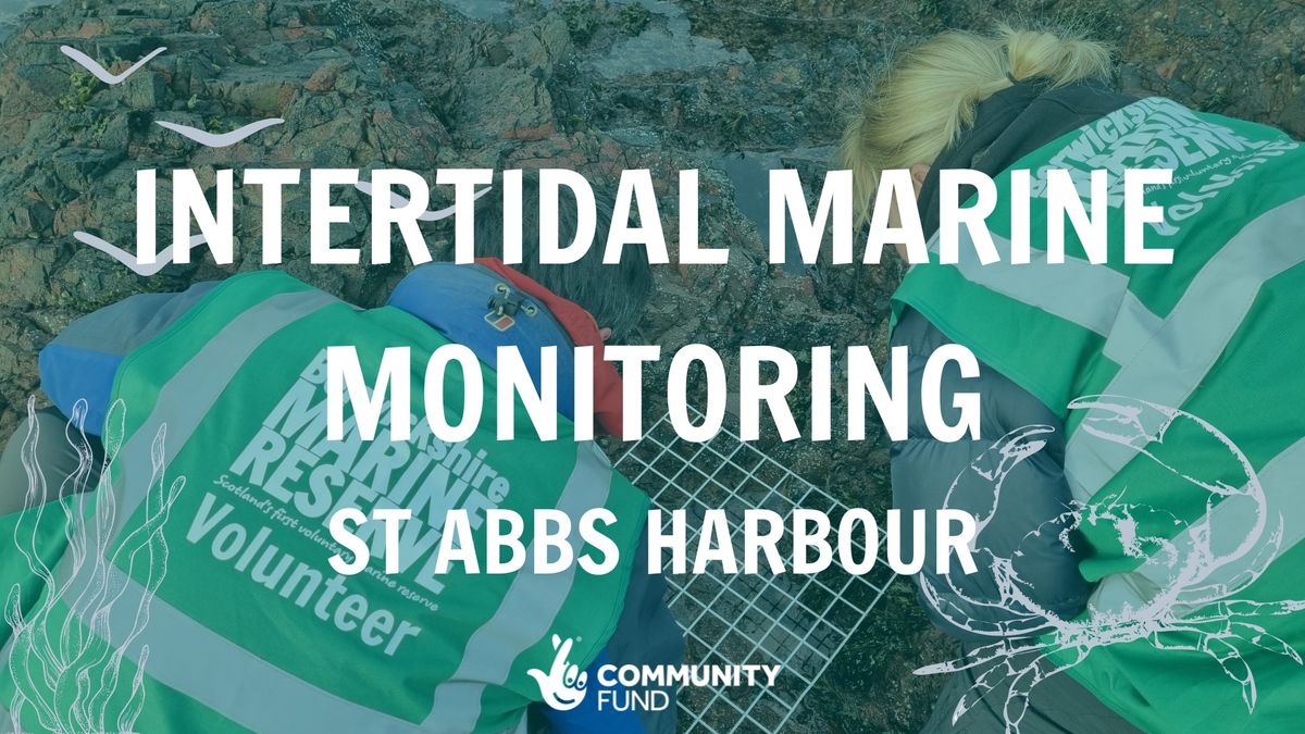 Intertidal Marine Monitoring - St Abbs Harbour