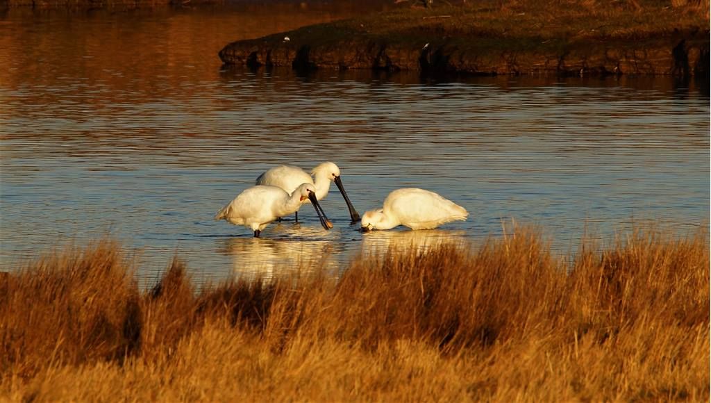 Waders of Arne Guided Walk