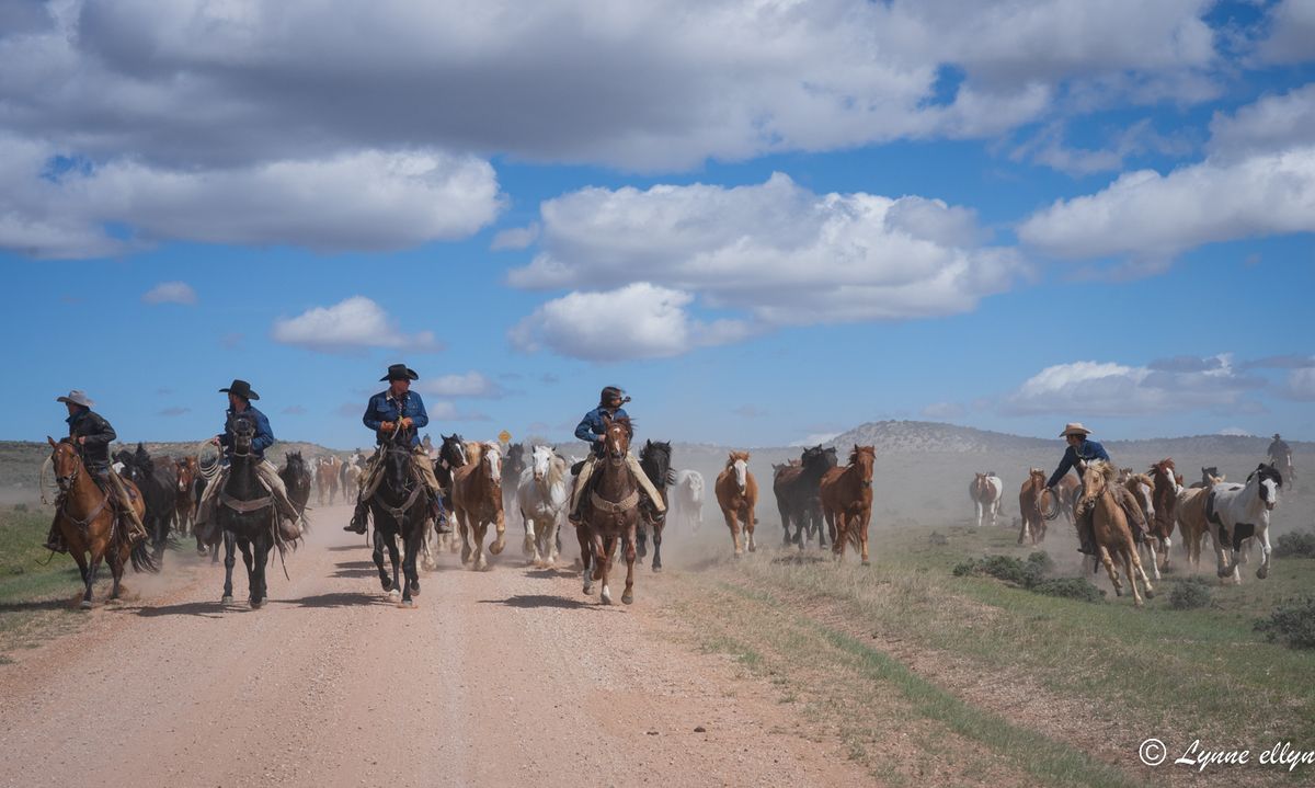 Paso Fino Photo Workshop