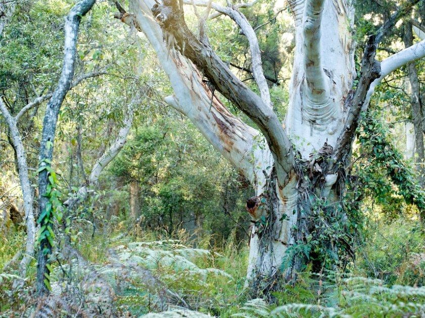 Forest Bathing Walk and Nature Writing Workshop with David Roland