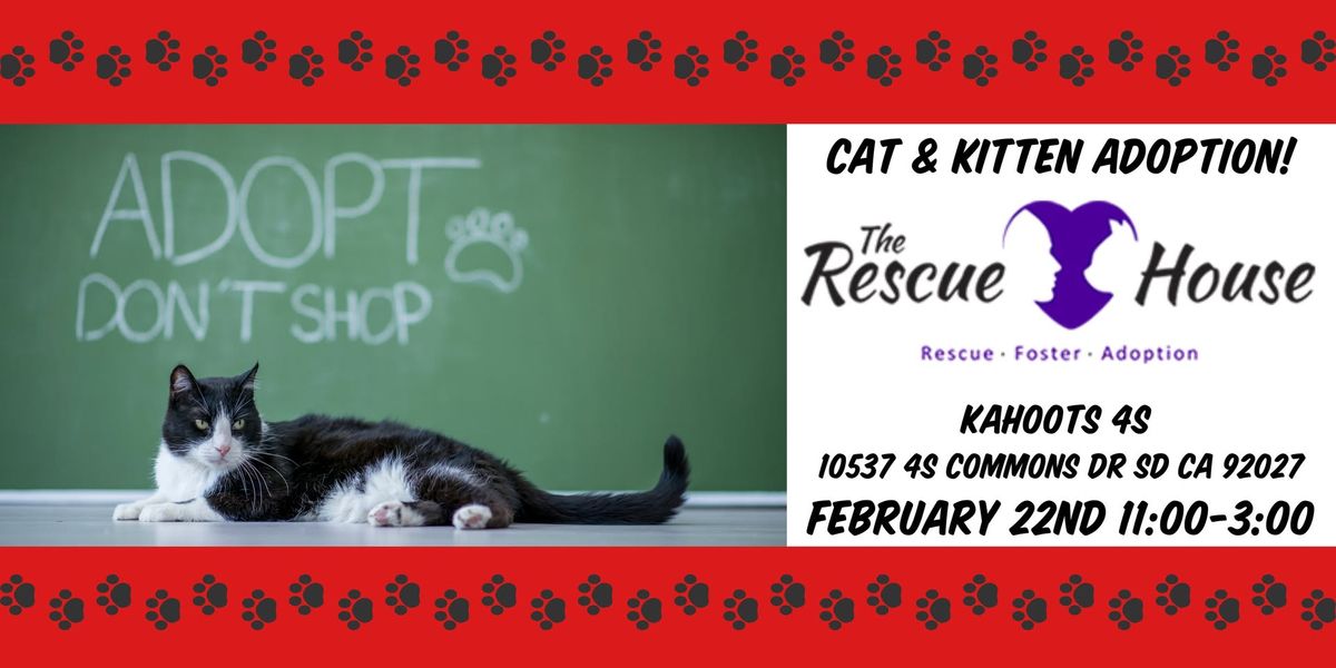 Rescue House Cat & Kitten Adoption