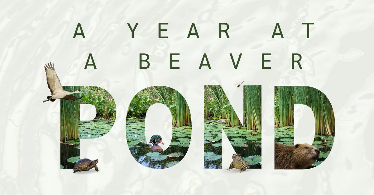 Al "The Beaver Pal" Cornell - A Year at Beaver Pond