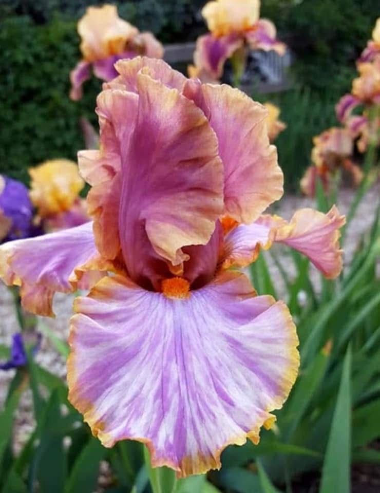 \u201cPollen Dabbers\u201d Iris Hybridizing 101 presented by Iris4U