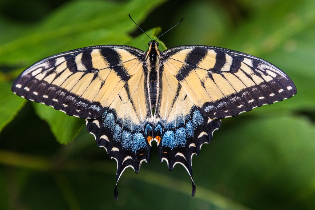 Butterflies of Tippecanoe County