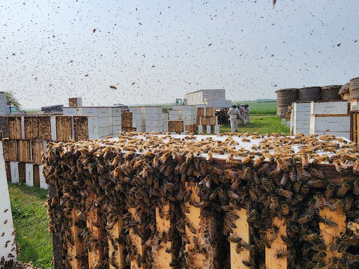 2025 Intermediate Practical Beekeeping Workshop