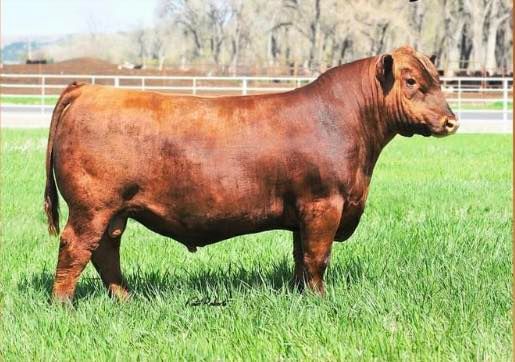 SERAA FALL BULL SALE