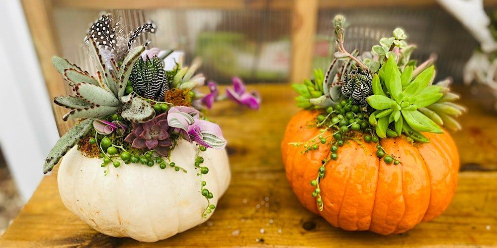 Create Your Own Pumpkin Succulent Workshop