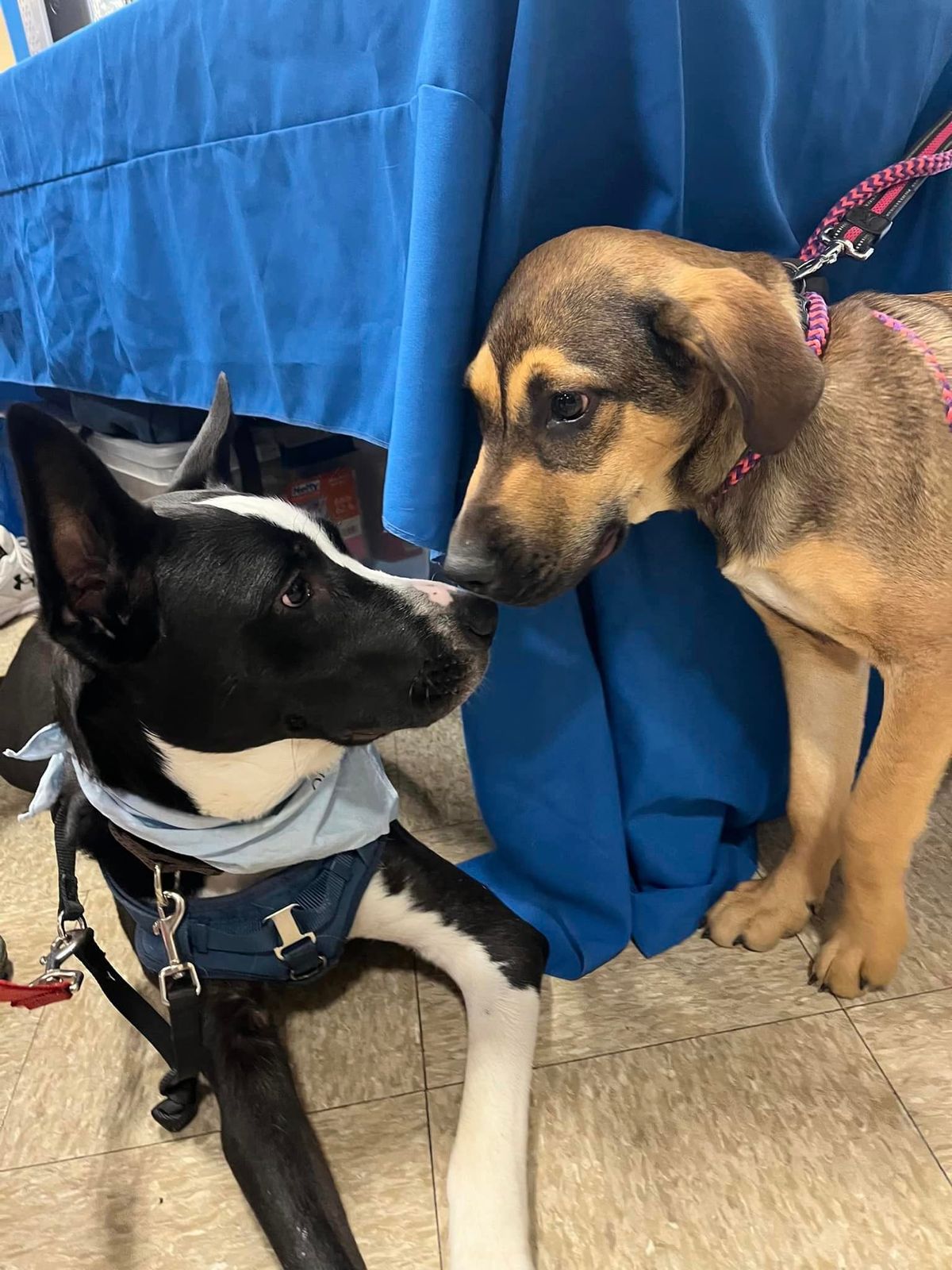 York, PA PetSmart Adoption Event