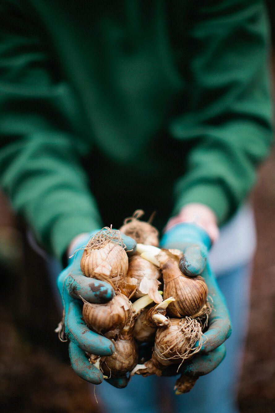 Fall Bulbs, Spring Flowers