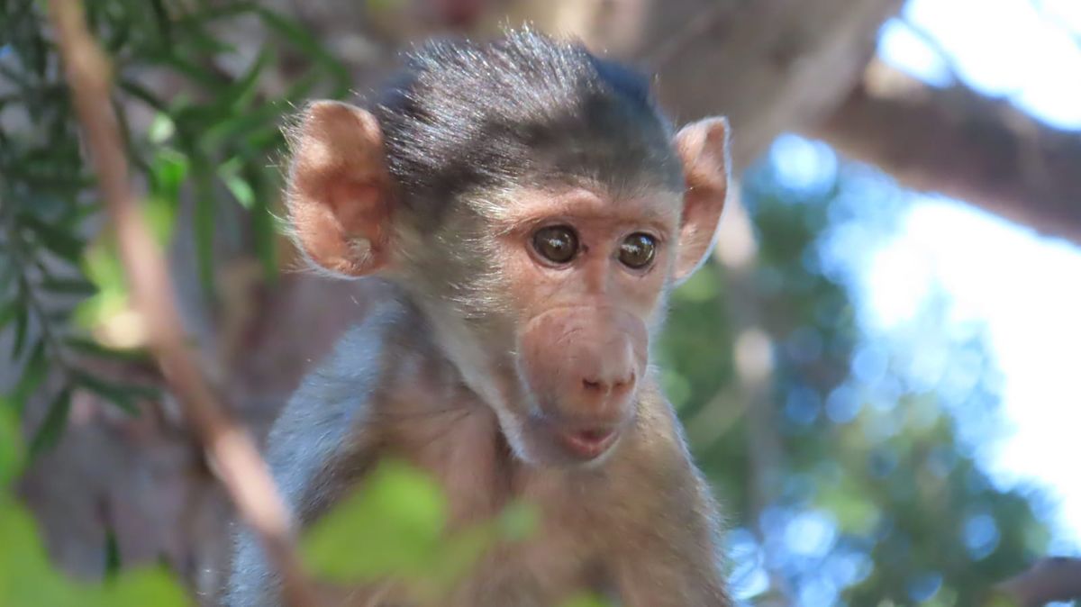 Quiz Night Fundraiser for Baboon Watch!