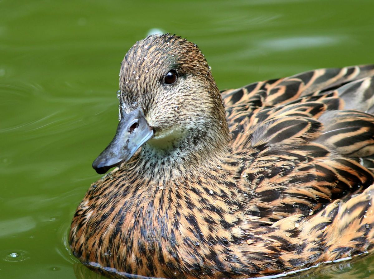 Birding Expedition Bus Tour: Waterfowl