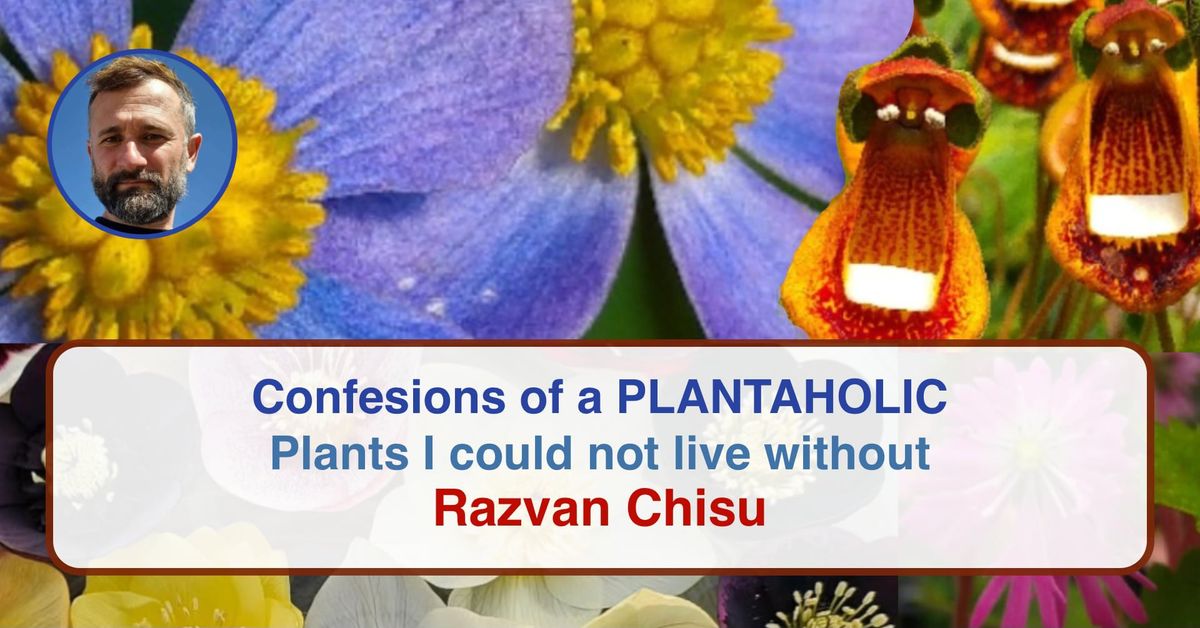 Confessions of a plantaholic -Plants I could not live without - Razvan Chisu