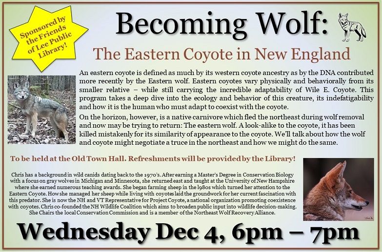 Becoming Wolf: The Eastern Coyote in New England