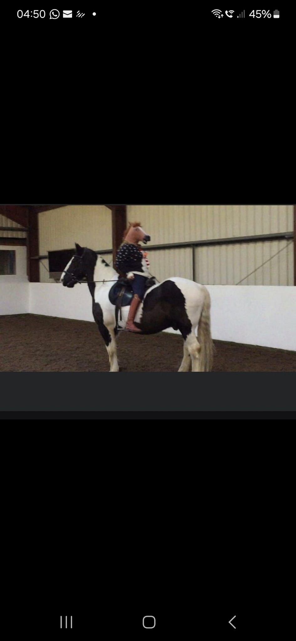 Foxes NEWCOMER DRESSAGE 