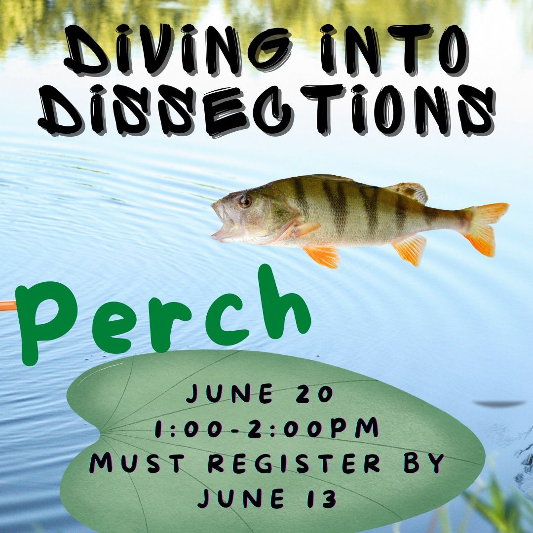 Diving into Dissections - Perch