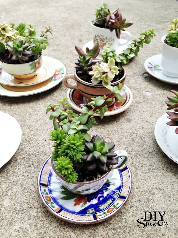 Teacup Succulent Planters