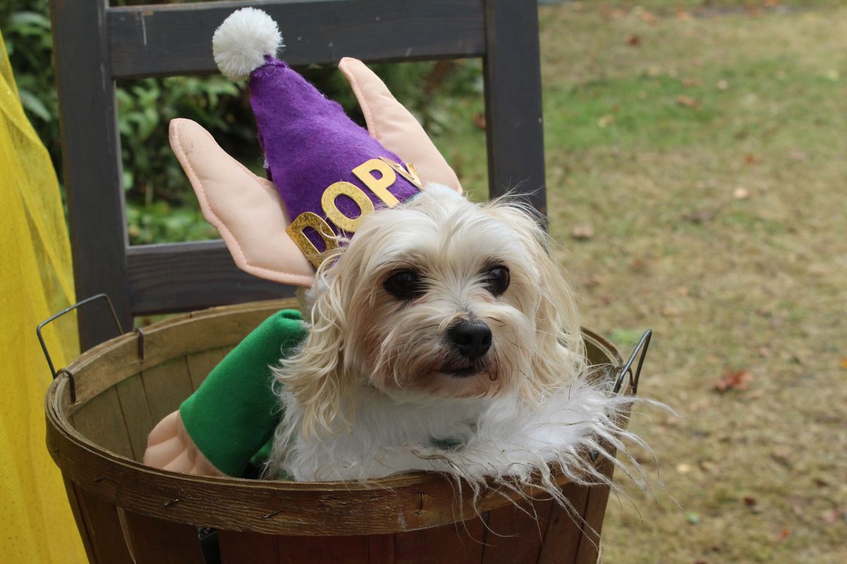 Howl-oween Pet Parade