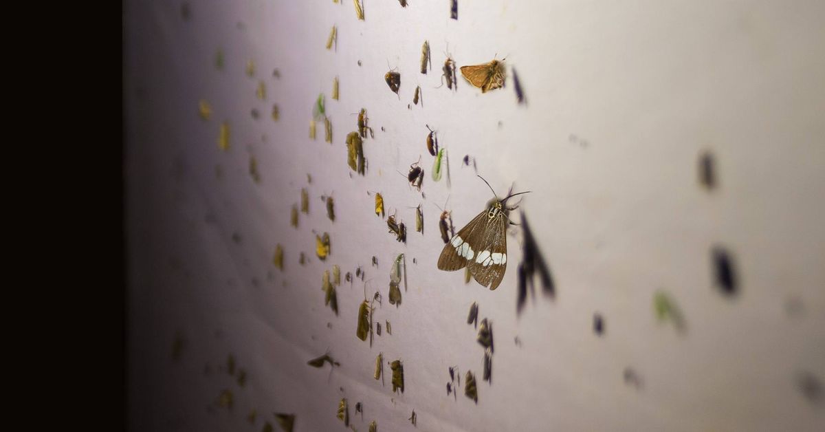 Insects Illuminated at Chatfield Farms