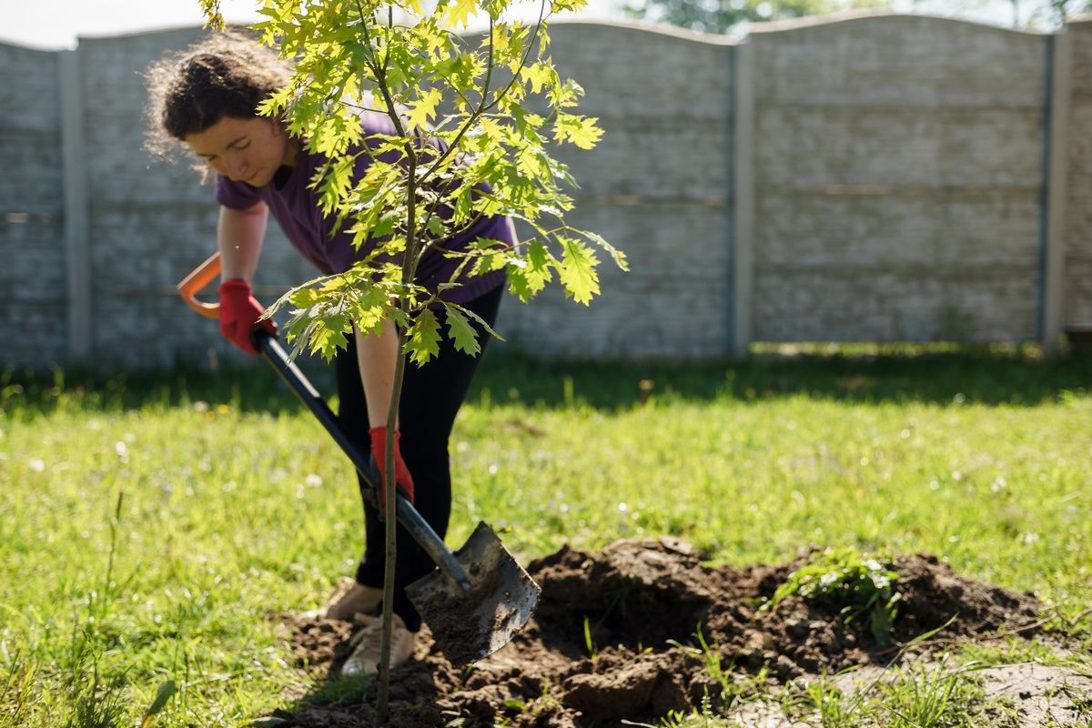 Tree Giveaway