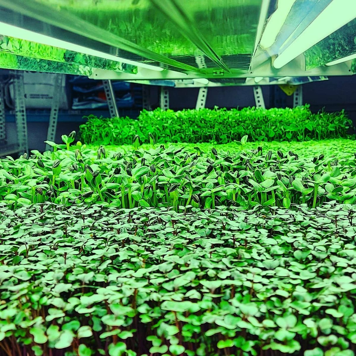 Introduction to Growing Microgreens! 