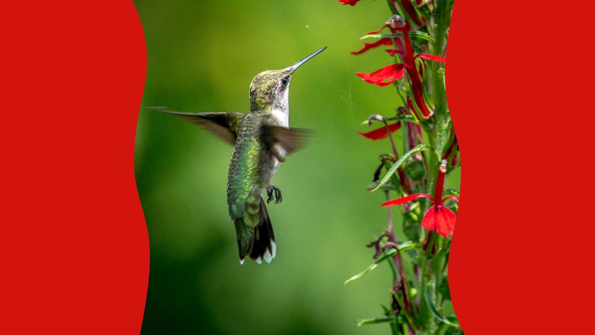 Attracting Ruby-Throated Hummingbirds to Your Own Backyard Pollinator Garden