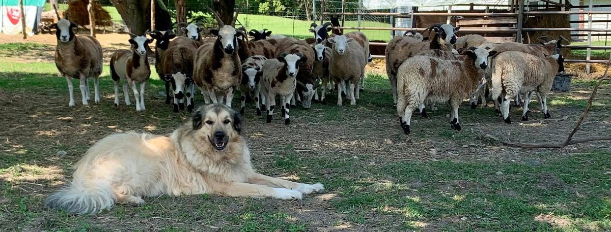 Sheep to Shawl Workshop