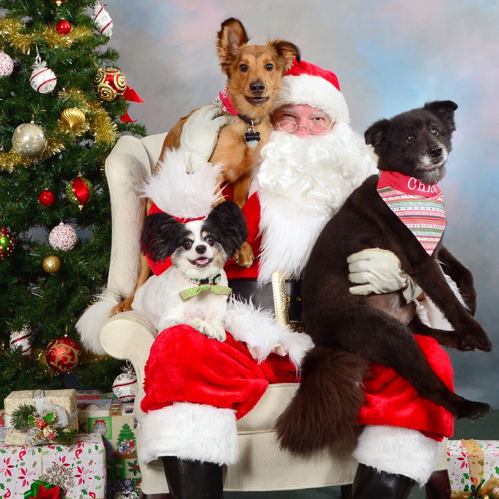 Christmas Tree Lighting Ceremony with Bagpipes and Santa! 