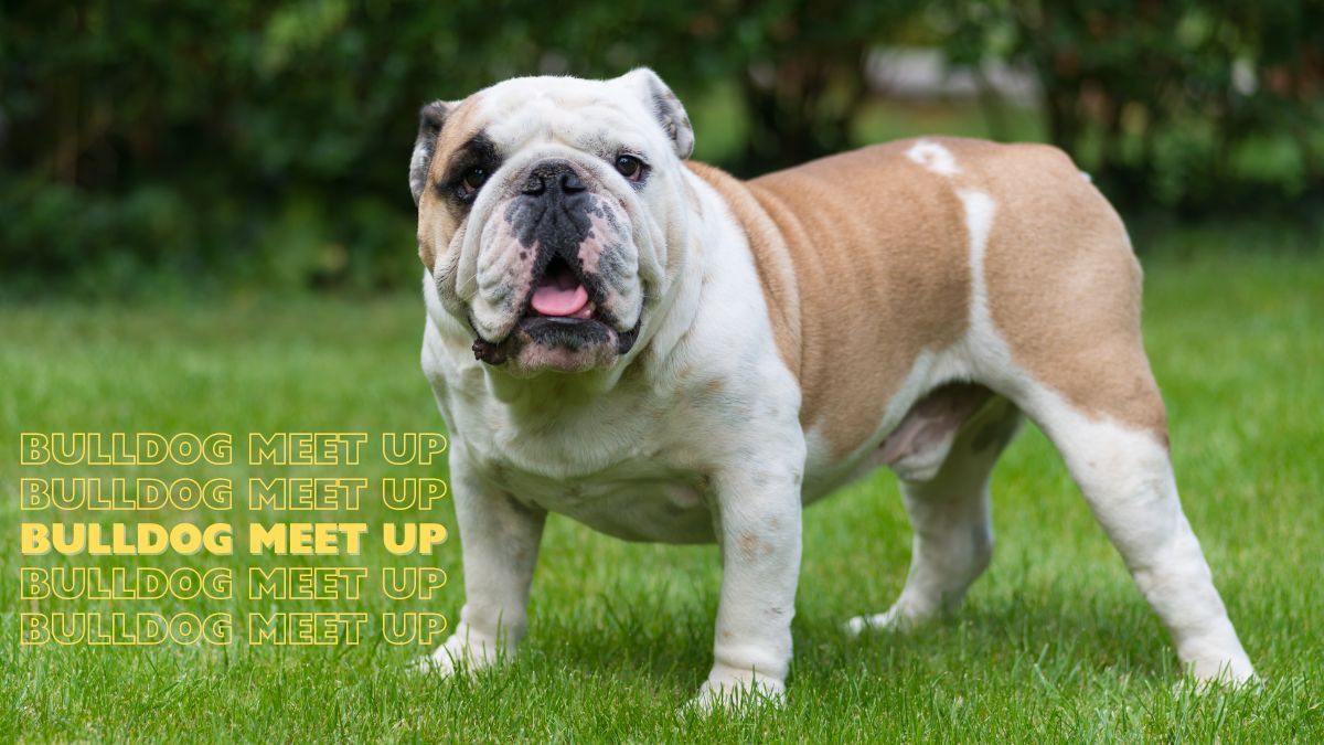 Bulldog Meet Up