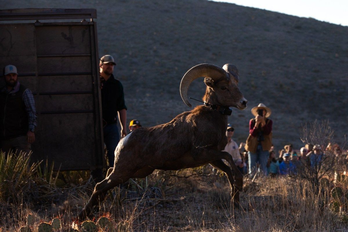 Parking Deathtrap - Franklin