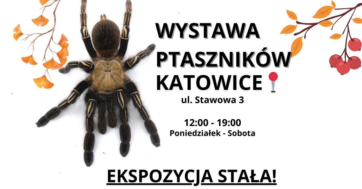 \ud83c\udf41Wystawa Ptasznik\u00f3w - KATOWICE \ud83d\udccdEKSPOZYCJA STA\u0141A \ud83d\udd77\ufe0f