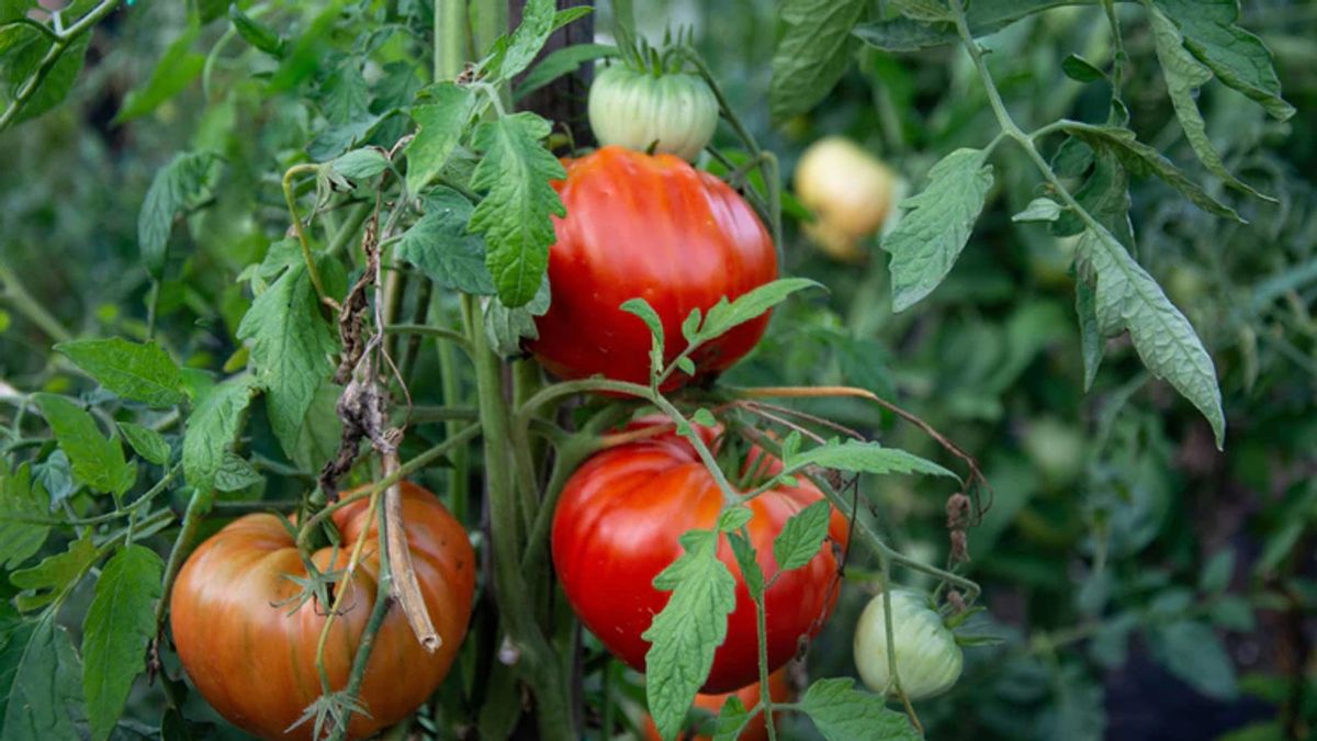 1\/25 at 11:15a: "Heirloom Vegetables - Tried & True Varieties" Green Thumb Club Class