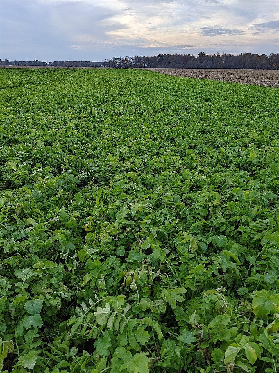 Cover Crop and Field Preparation Workshop