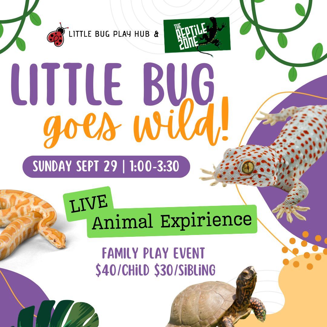 Family Play Event with The Reptile Zone!