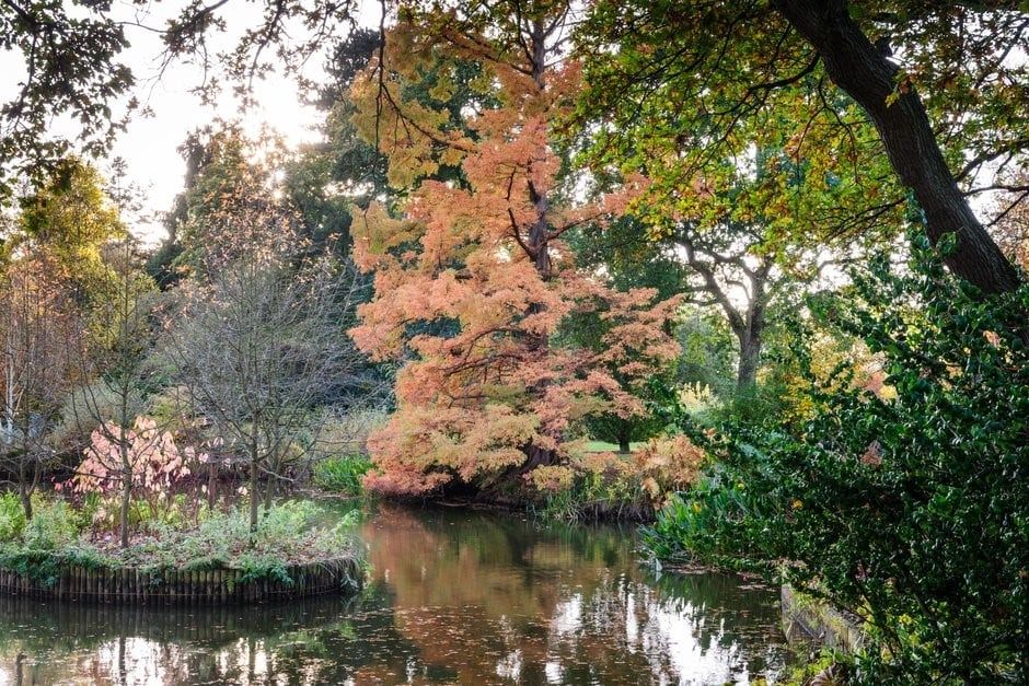 Winter Tree Garden ID (Walk and Talk)