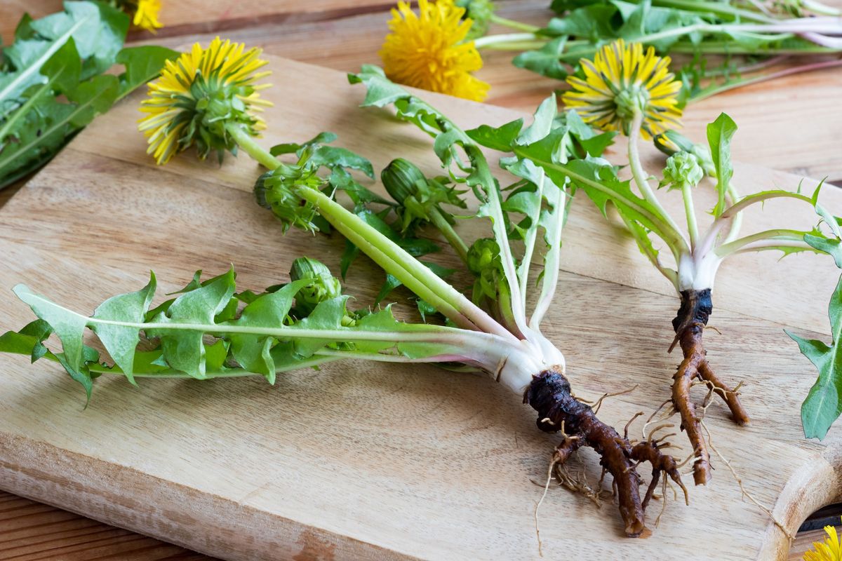 Balade Botanique : Les Salades Sauvages