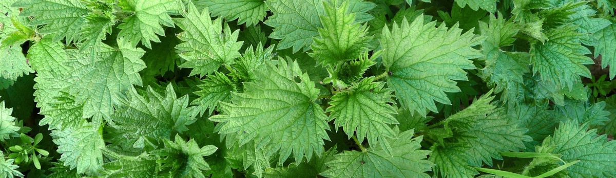 Past, Present and Future Teaching with Plant Medicine: Stinging Nettles Workshop