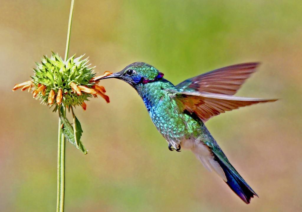 Voyage Chamanique l'esprit du Colibri