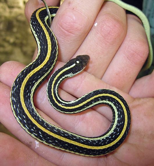 Smithgall's Snakes