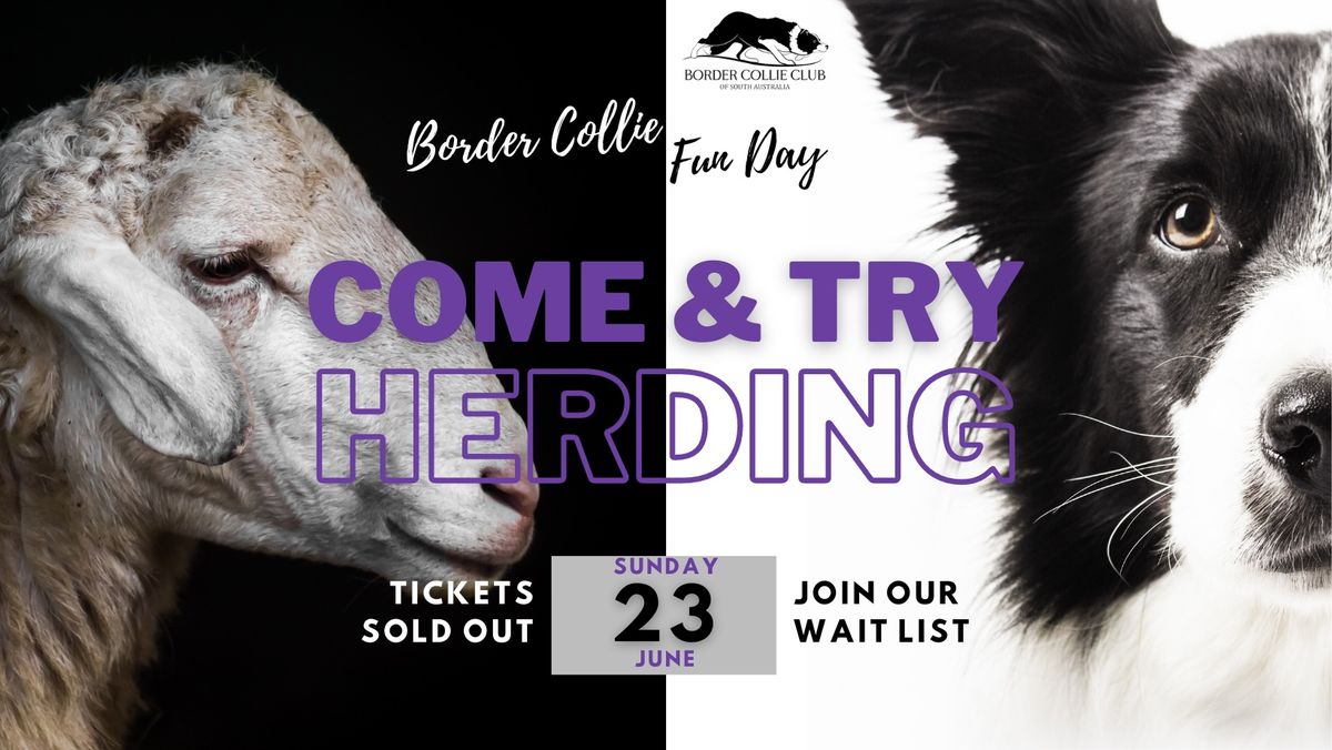 Border Collie Fun Day - Come & Try Herding