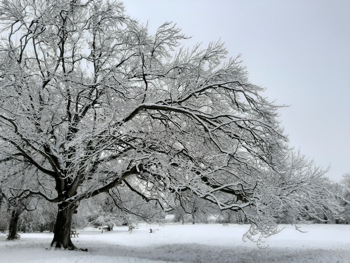 Winter Tree Walk at Wandlebury Country Park