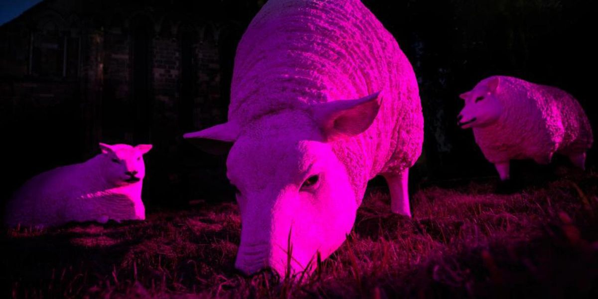 Illuminated Sheep: An Urban Adventure