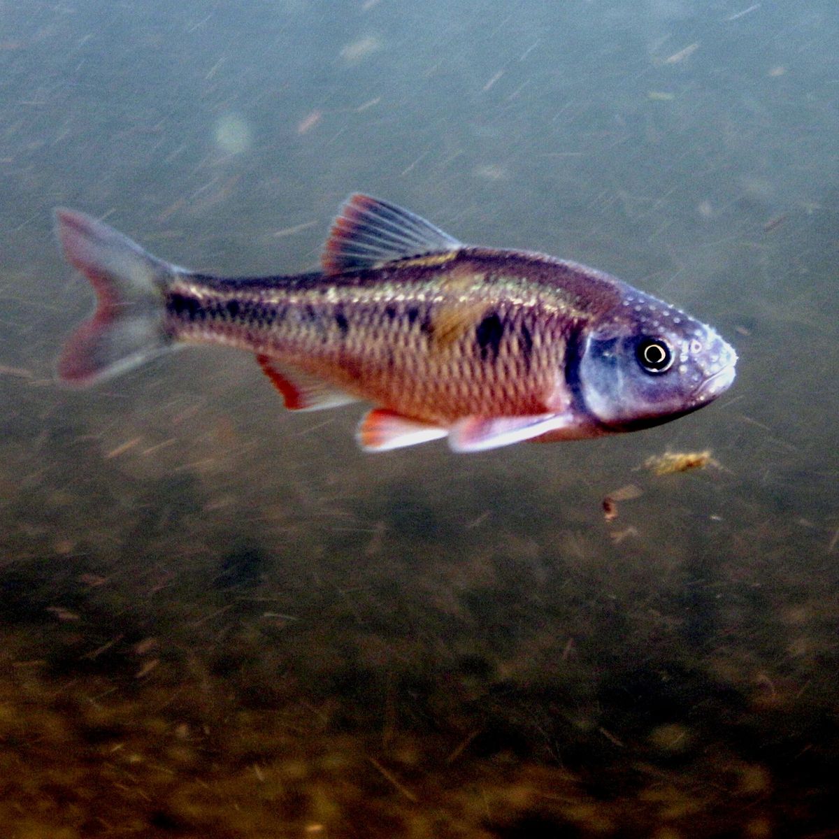 Sip & Learn: Snorkeling the Streams of the Susquehanna Riverlands