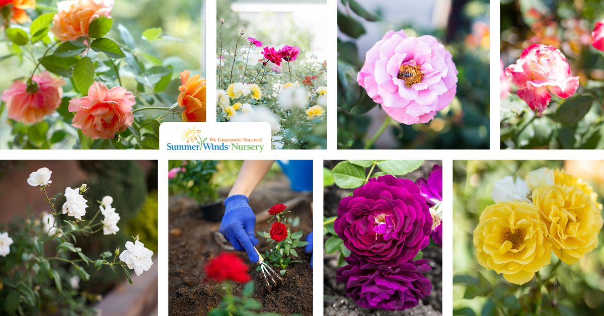 Growing Beautiful Roses in the Desert Class (Phoenix)