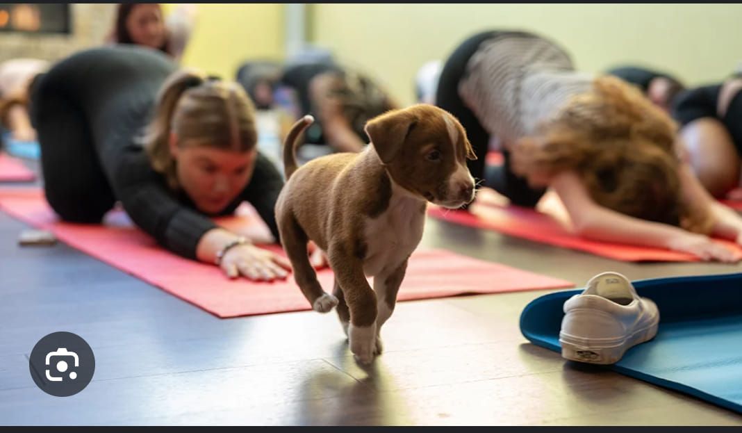 Puppy Yoga