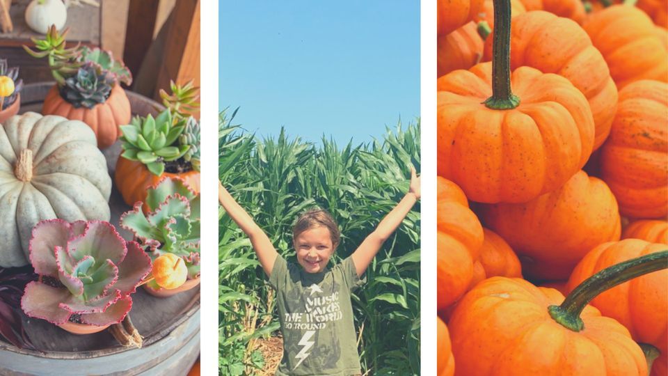 Oceanside Pumpkin & Corn Maze Festival at Mellano Farm Stand 