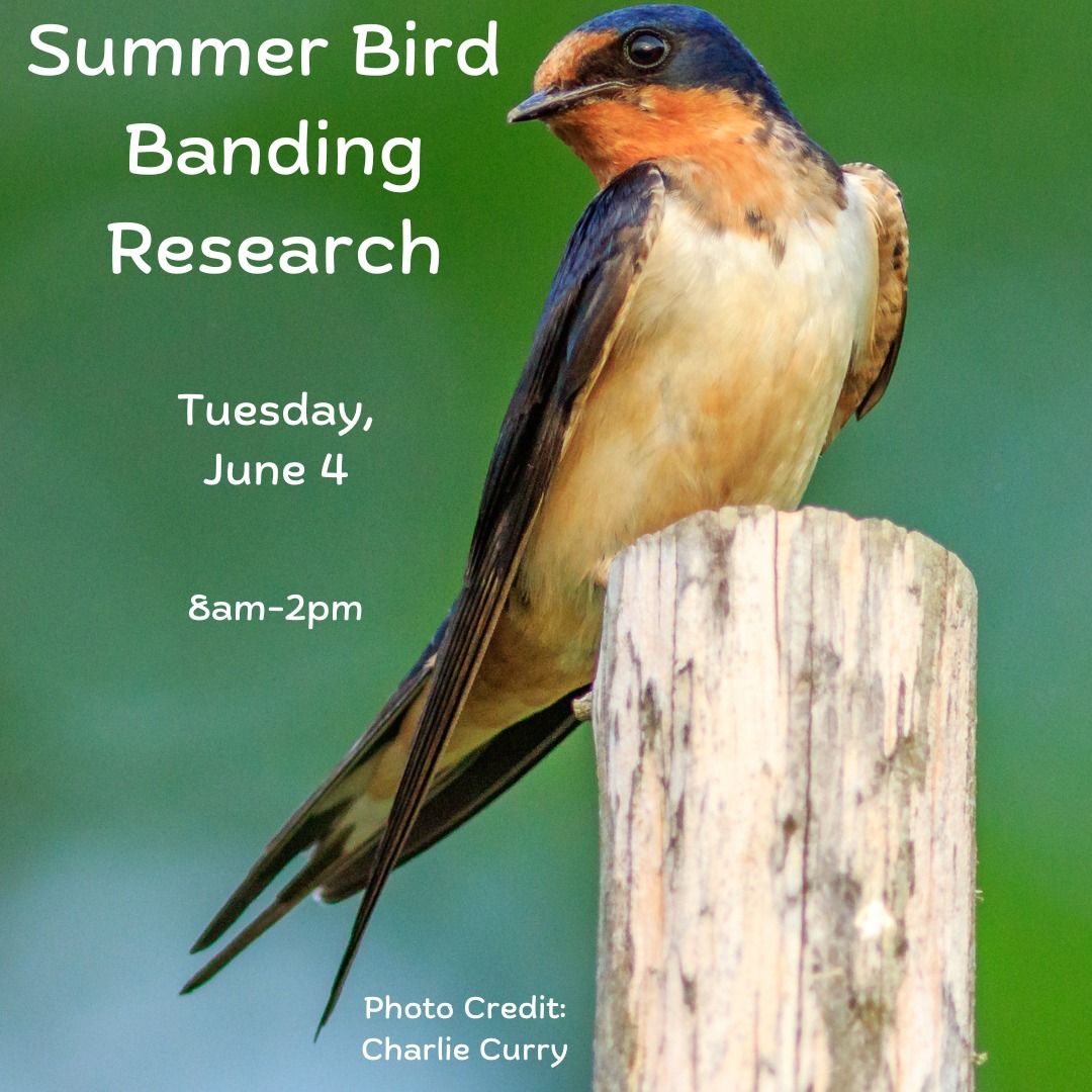Observe Summer Bird Banding Research