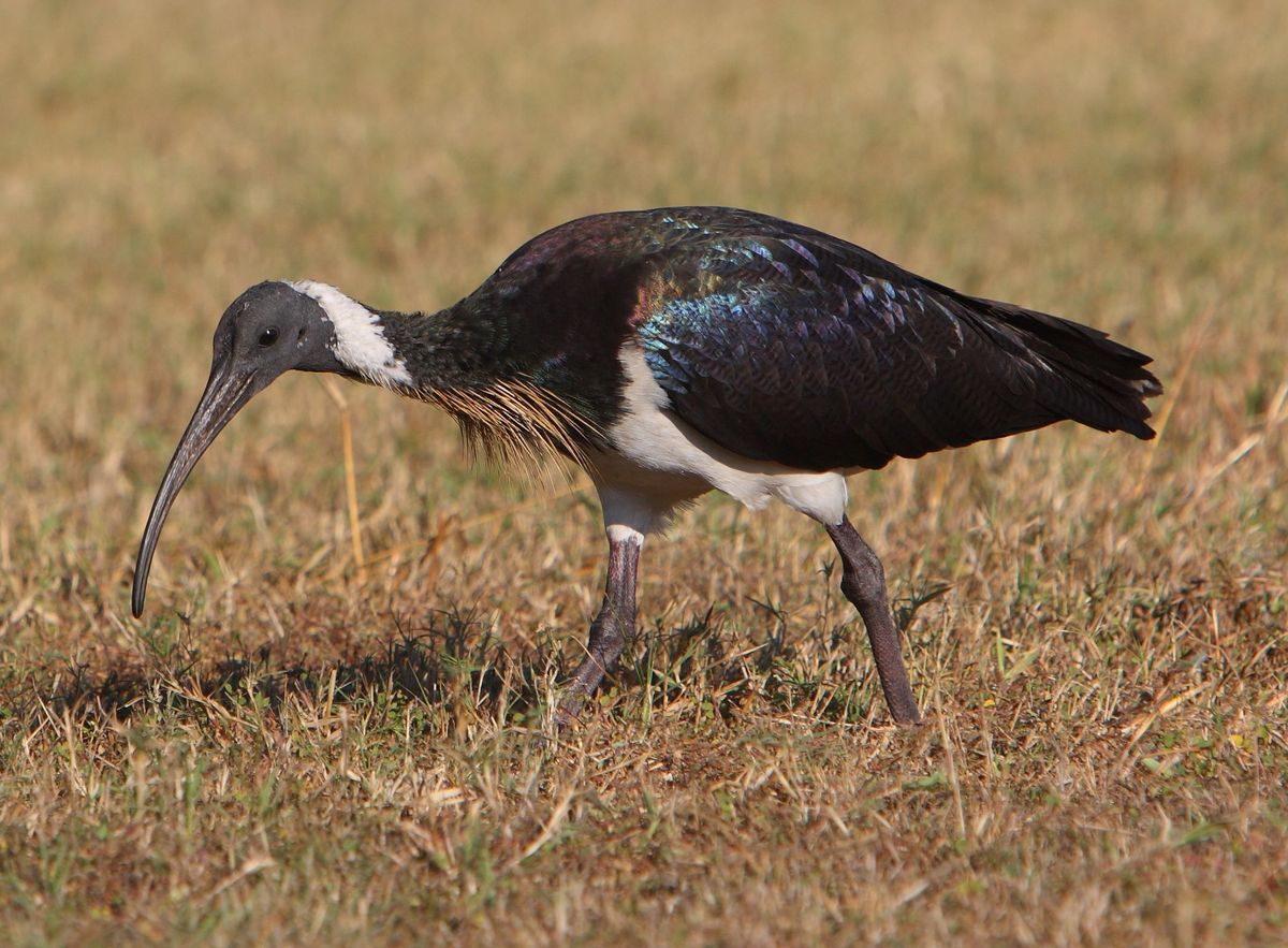 Baigup Wetlands - morning excursion