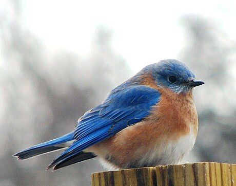 Bluebirds in Your Backyard: Potluck and Green Team Learning Supper Series